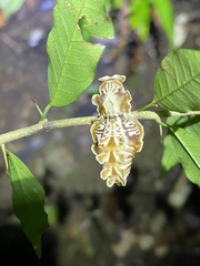 Pachliopta polydorus