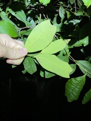 Pachliopta polydorus