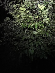 Pachliopta polydorus