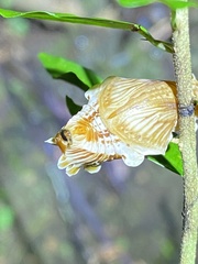 Pachliopta polydorus