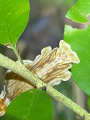 Pachliopta polydorus