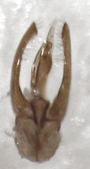 Pseudoexeirarthra colorata