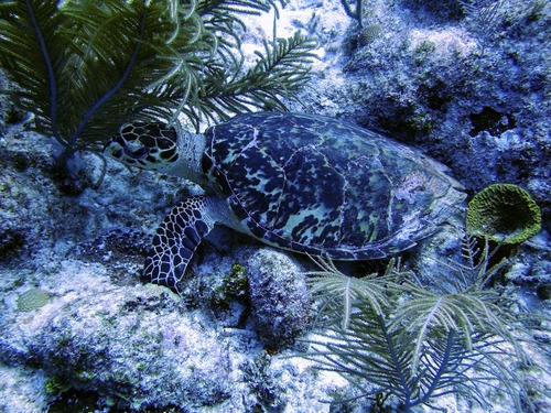 Hawksbill sea turtle