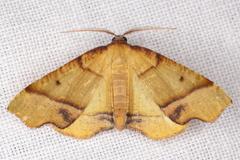 Plagodis phlogosaria