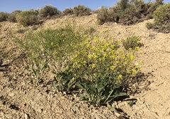 Brassica elongata