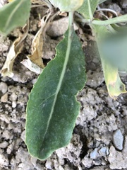 Brassica elongata