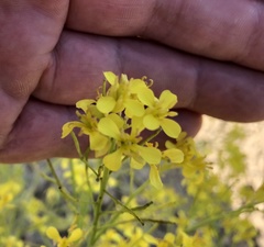 Brassica elongata