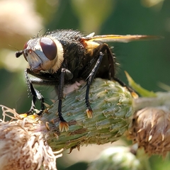 Tachinidae