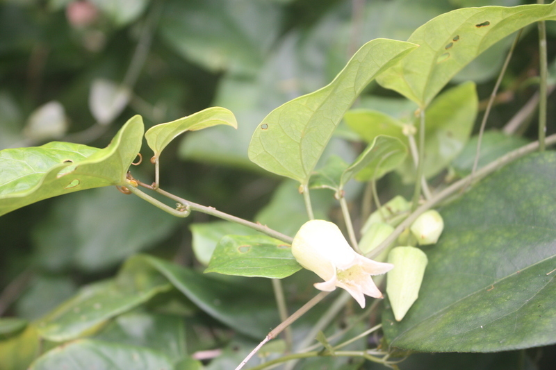 Adenia lobata