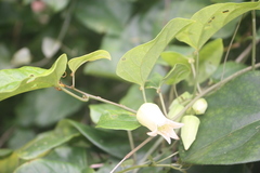 Adenia lobata