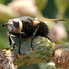 Tachinidae
