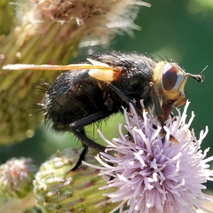 Tachinidae