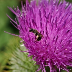 Halictus tripartitus