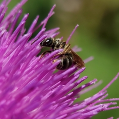 Halictus tripartitus