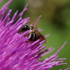 Halictus tripartitus