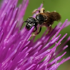 Halictus tripartitus