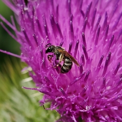 Halictus tripartitus