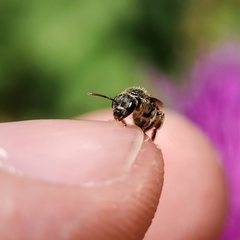 Halictus tripartitus