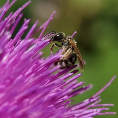 Halictus tripartitus