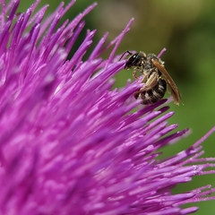 Halictus tripartitus