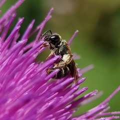 Halictus tripartitus