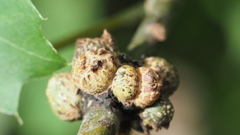 Callirhytis quercusgemmaria