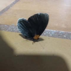 Hades noctula