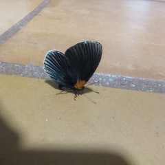 Hades noctula