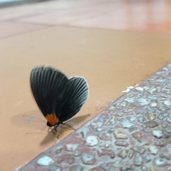 Hades noctula