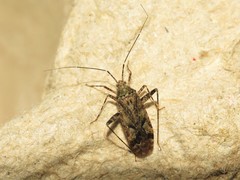 Phytocoris tiliae
