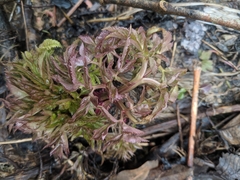 Angelica atropurpurea