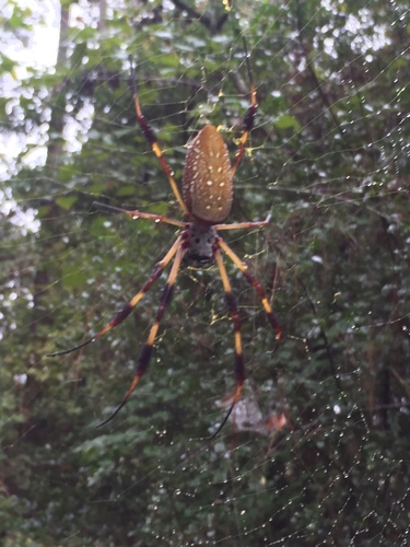 Golden Silk Spider