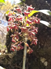 Epidendrum radioferens