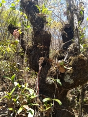 Epidendrum radioferens