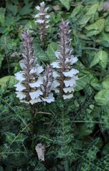 Acanthus montanus