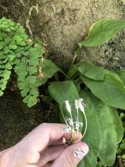 Primula pauciflora zionensis