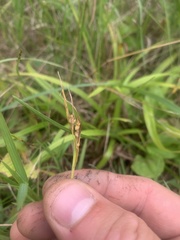 Carex aurea