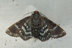 Arcte modesta