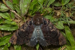 Arcte modesta