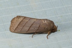 Asta quadrilinea