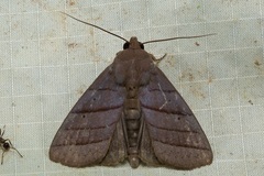 Asta quadrilinea
