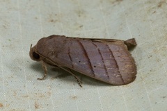 Asta quadrilinea