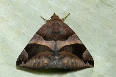 Bastilla arcuata