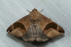 Bastilla joviana