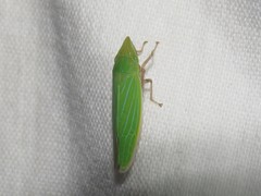 Draeculacephala robinsoni