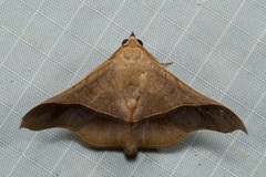 Chilkasa falcata