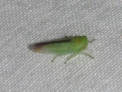 Idiocerus raphus
