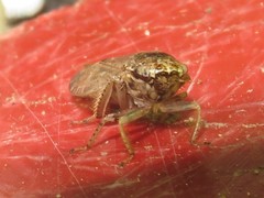 Allygidius atomarius