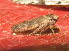 Allygidius atomarius