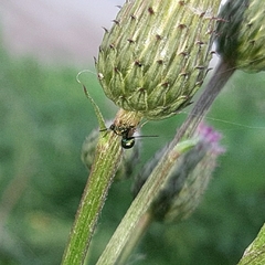 Pseudotorymus sapphyrinus